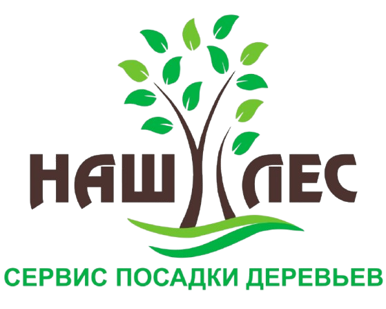 Наш Лес